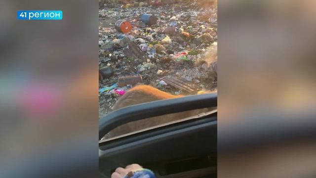 МЕДВЕДЕЙ ВСТРЕТИЛА ГРУППА ЛЮДЕЙ НА СВАЛКЕ В ИВАШКЕ • БЕЗ КОММЕНТАРИЕВ