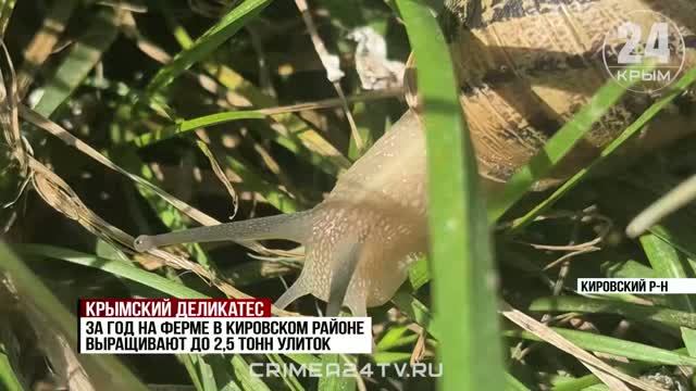Более 2,5 тонн улиток вырастили за сезон на одной из ферм восточного Крыма