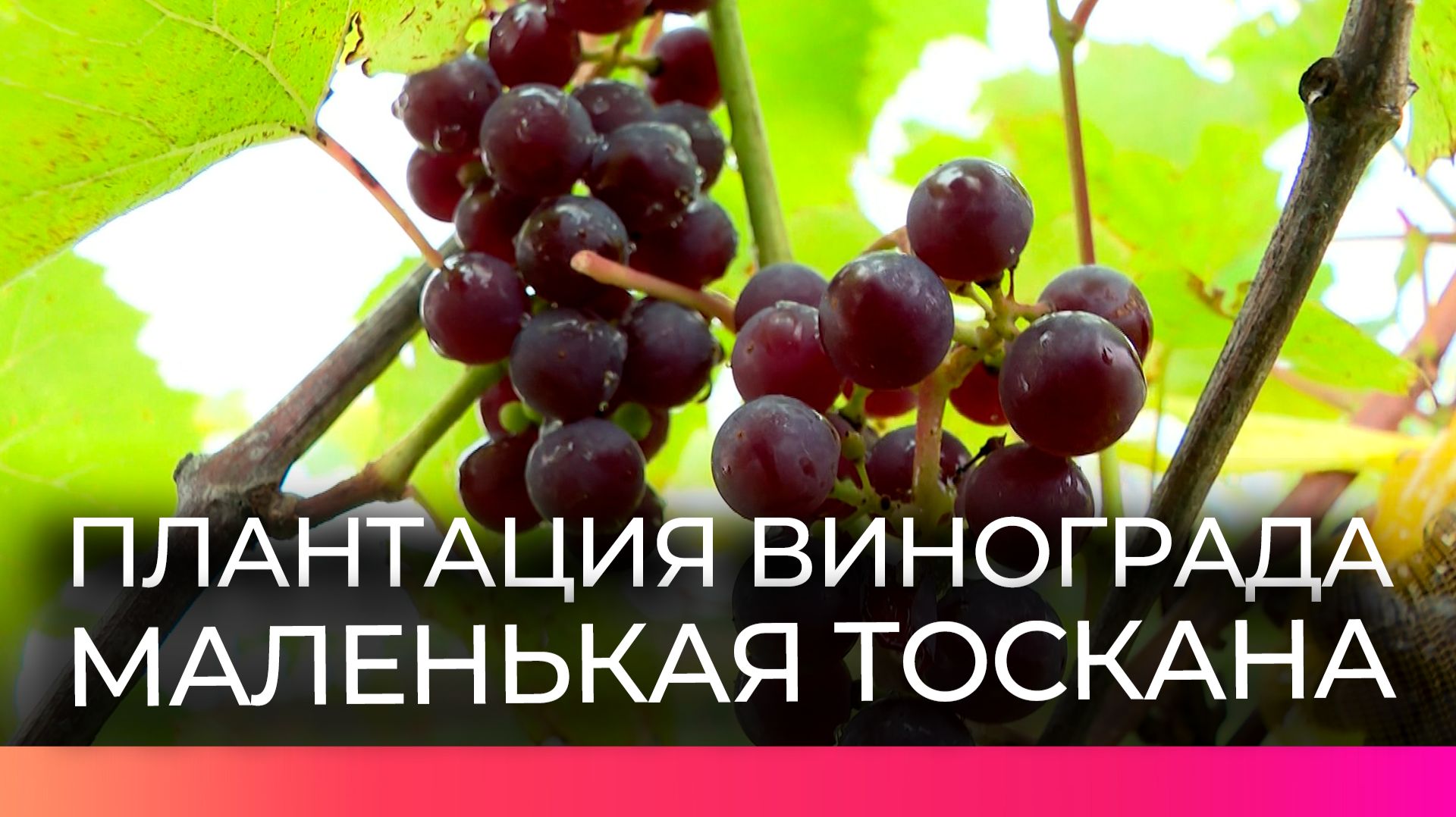 Съёмочной группе НТ рассказали, как осенью выращивают виноград и лаванду