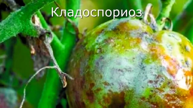 Что делать, если в теплице были Фитофтора или Кладоспориоз? ☀ Сад по-взрослому с Виктором Шадриным