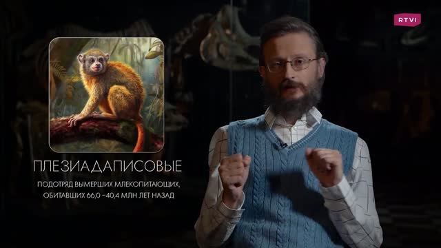 Из обезьяны в человека: как развивались человекообразные приматы // Дробышевский