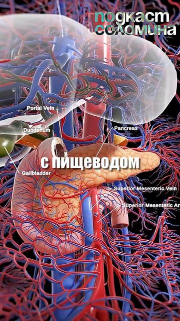 Наш организм ужас инженера? | Глеб Соломин, Михаил Никитин