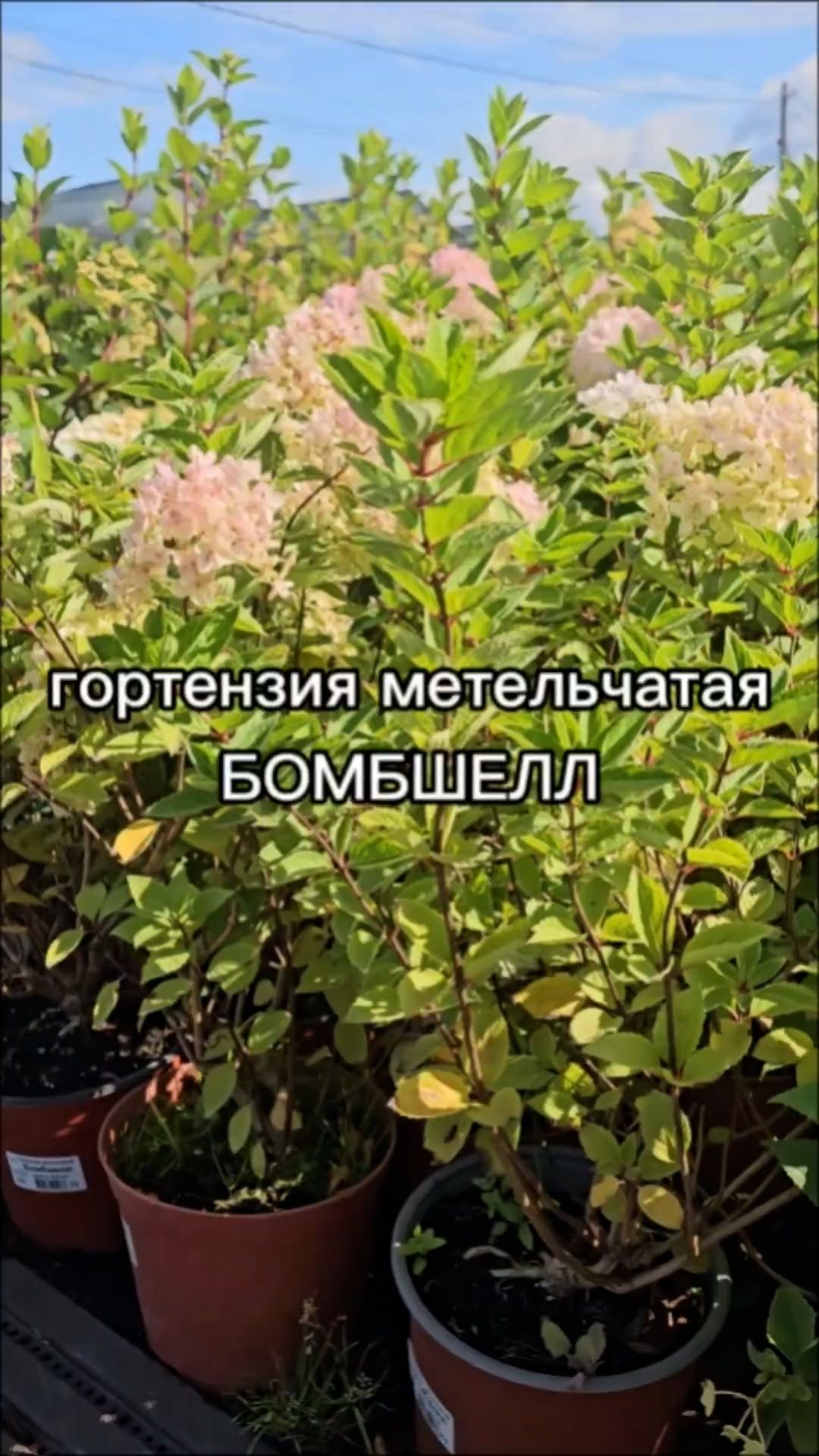 Один из САМЫХ ЦВЕТУЩИХ сортов гортензии!