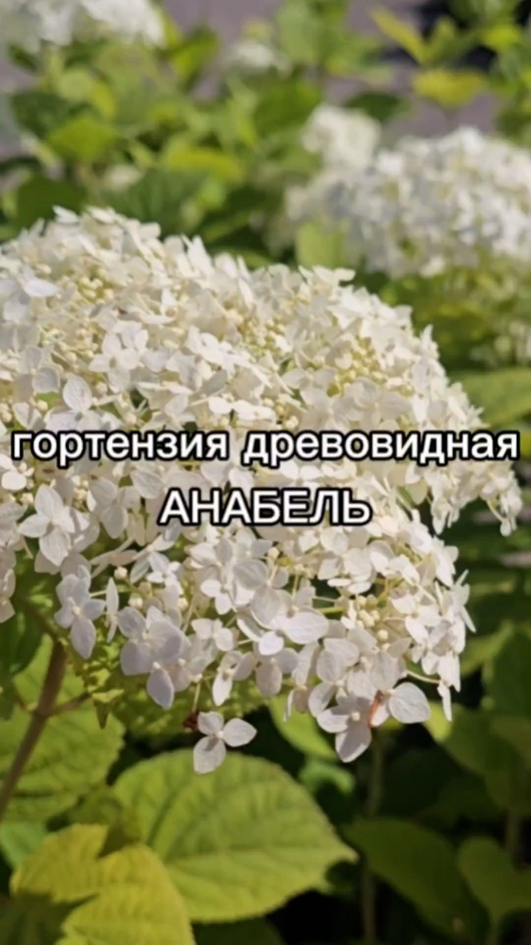 Один из ЛУЧШИХ СОРТОВ гортензии!