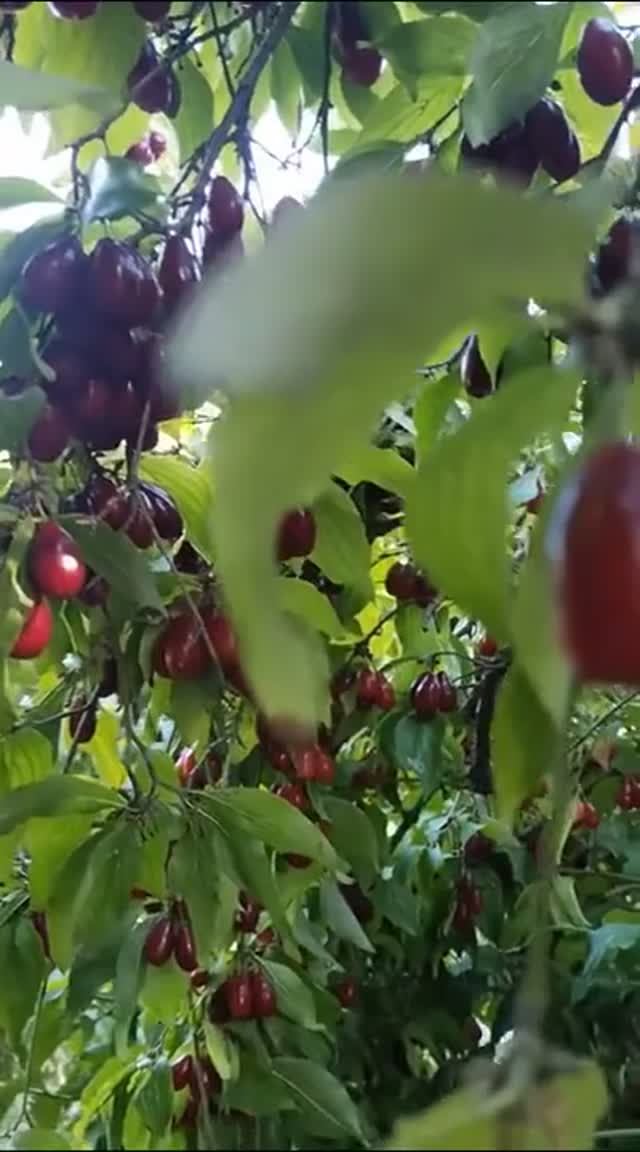 Разное дачное и нецветочное