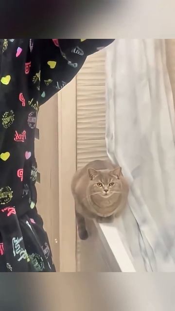 Just A Cat Being A Cat. 🤷♂️🐾 #petcomedy #funnyvideos #animalmemes #catsdoingth