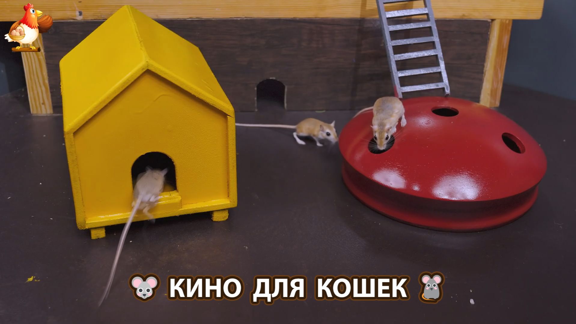 Видео для кошек про крысок развлекать питомцев 🐭🐀😂 (639)