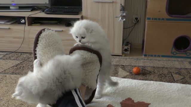 КОТИКИ-2