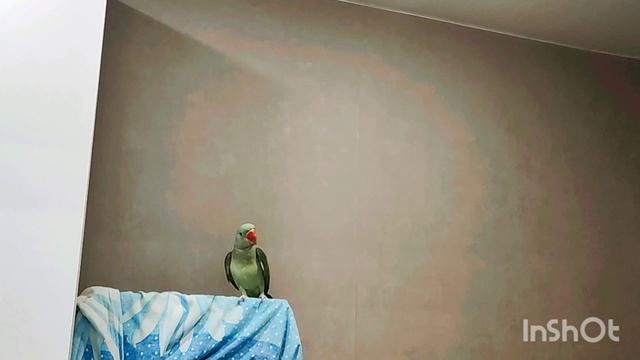 Попугай Рома любит забирать наушники.