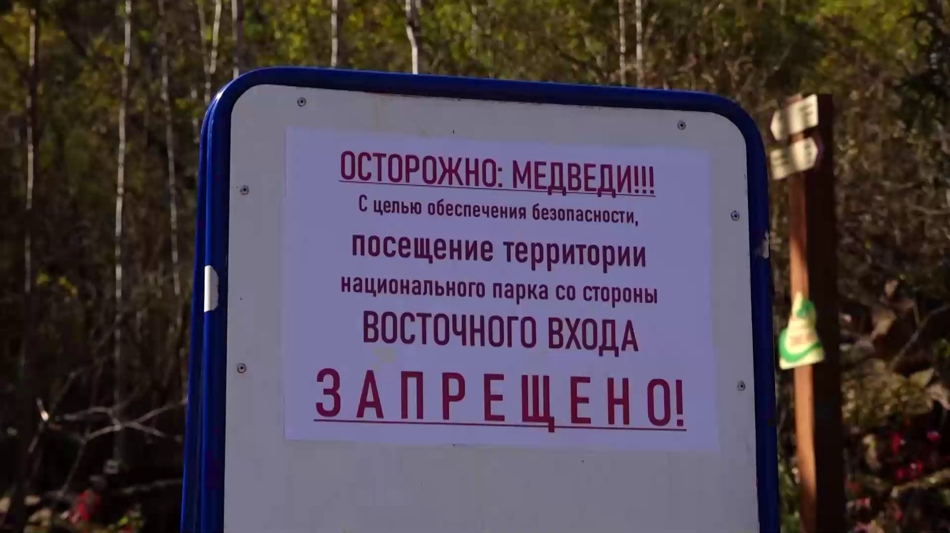 КОЛИЧЕСТВО ЖЕРТВ ОТ НАПАДЕНИЙ МЕДВЕДЕЙ В КРАСНОЯРСКОМ КРАЕ ВЫРОСЛО ДО СЕМИ