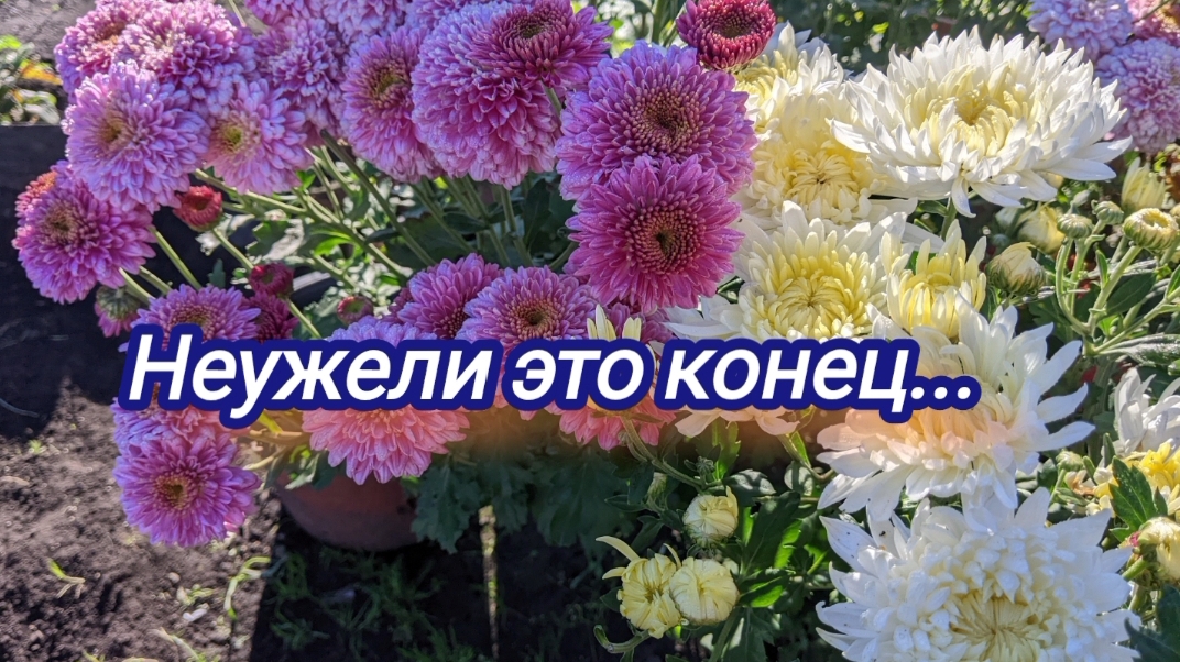 Неприятный сюрприз с утра. Планы на день ,чем займусь в огороде