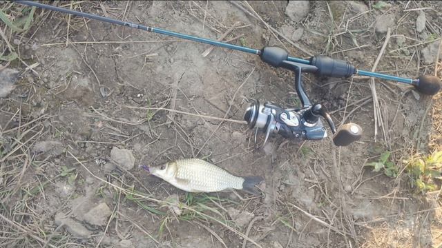 Сегодня вечером после работы порыбачил на Мормышинг🎣 Приманка Вайт-Бейт. Мормышка 0,3 грамма.