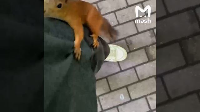 Девушка поймала белочку