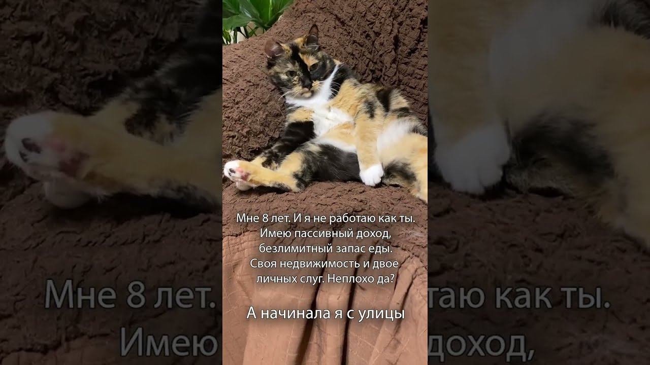 Вот так создается жизнь мечты. Учитесь лопухи #ешсережсмешное #лигасмеха