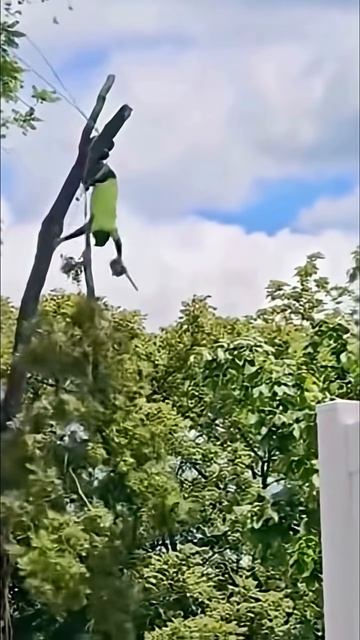Tree Cutting Gone Wrong😅🥹#tree#cutting#fail#fyp