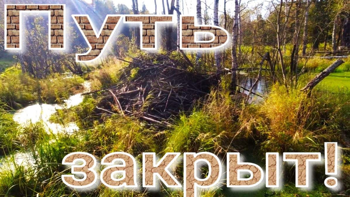 Капканный промысел соболя