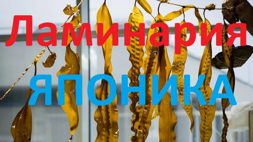Презентация Компании Newecs health Здоровье и Благополучие 24 09 2026