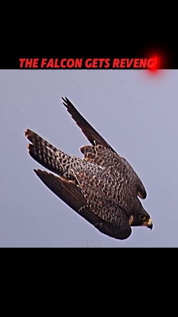This Crow Forgot One Thing. Falcons Are The Fastest! 🦅⚡ #trending #animals #wil