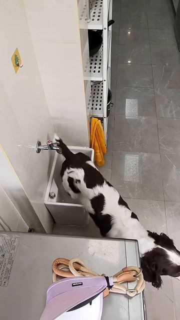 Funny Dog