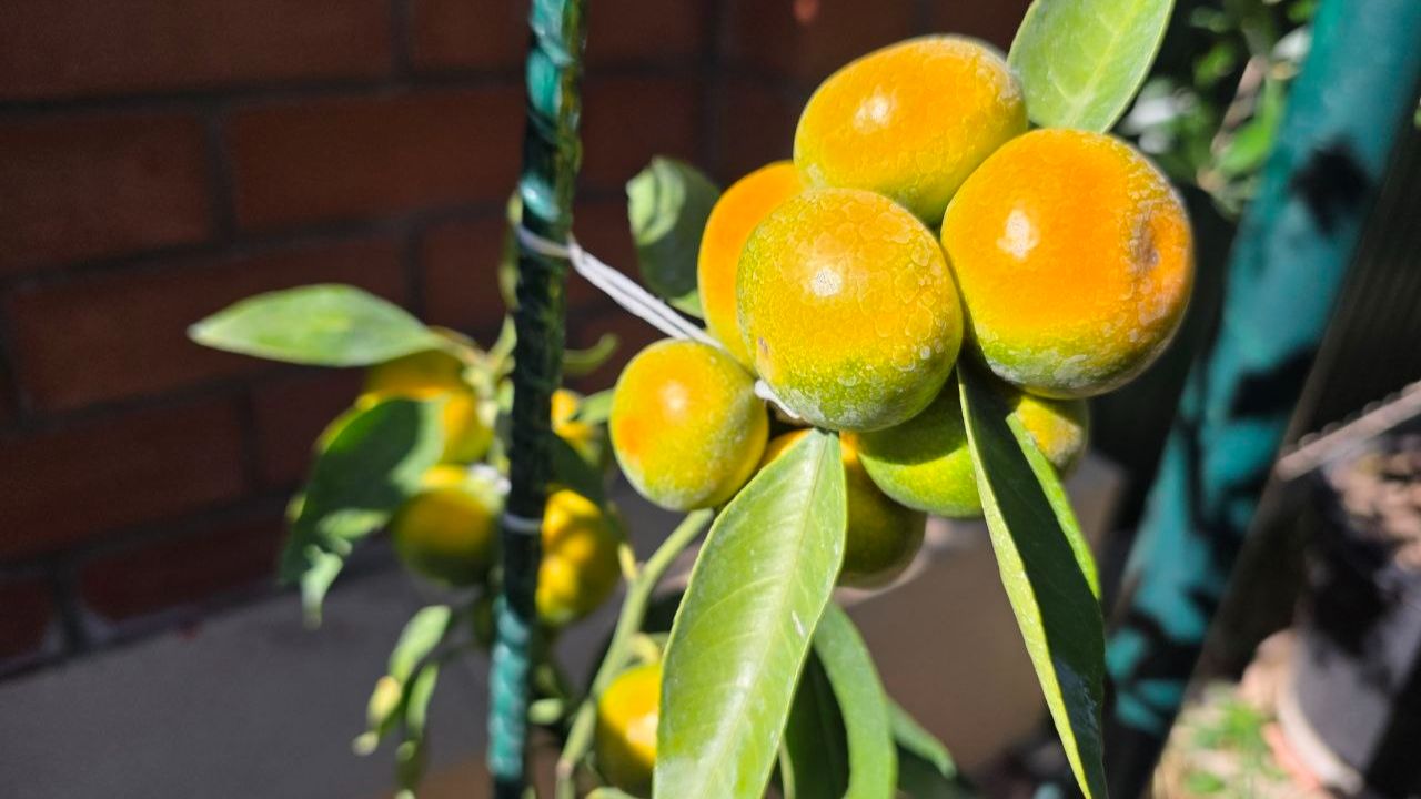 🍋А вы знали, что в климате Геленджика прекрасно растут цитрусы?