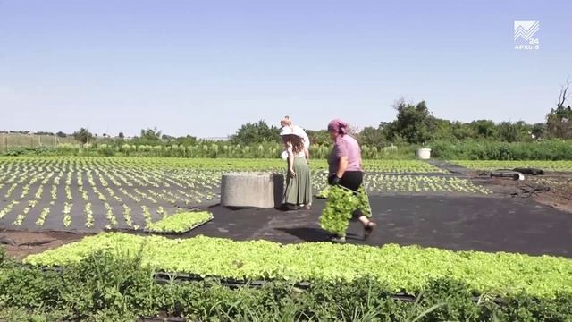 КФХ в с. Садовое — личное упорство и государственная поддержка