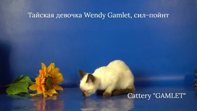 Тайская девочка Wendy Gamlet, сил-пойнт, 3 месяца.