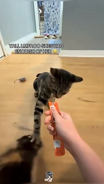 Funny Cats 🐈