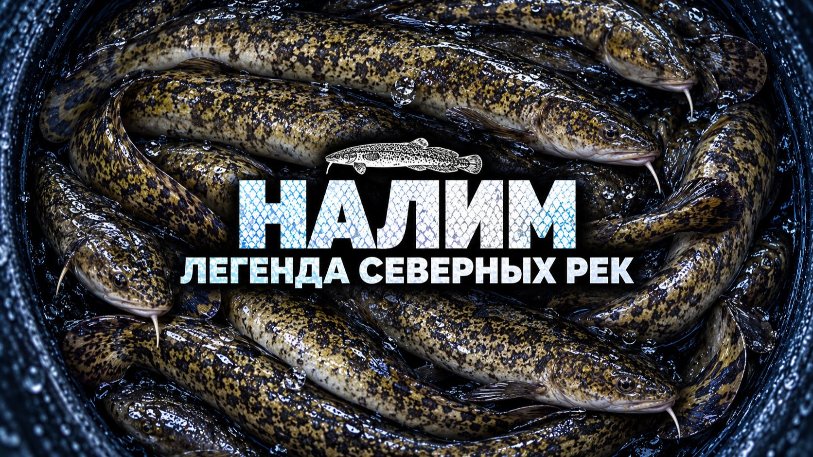 Налим — парадоксальная рыба Русского Севера. Всё о ловле и кулинарии