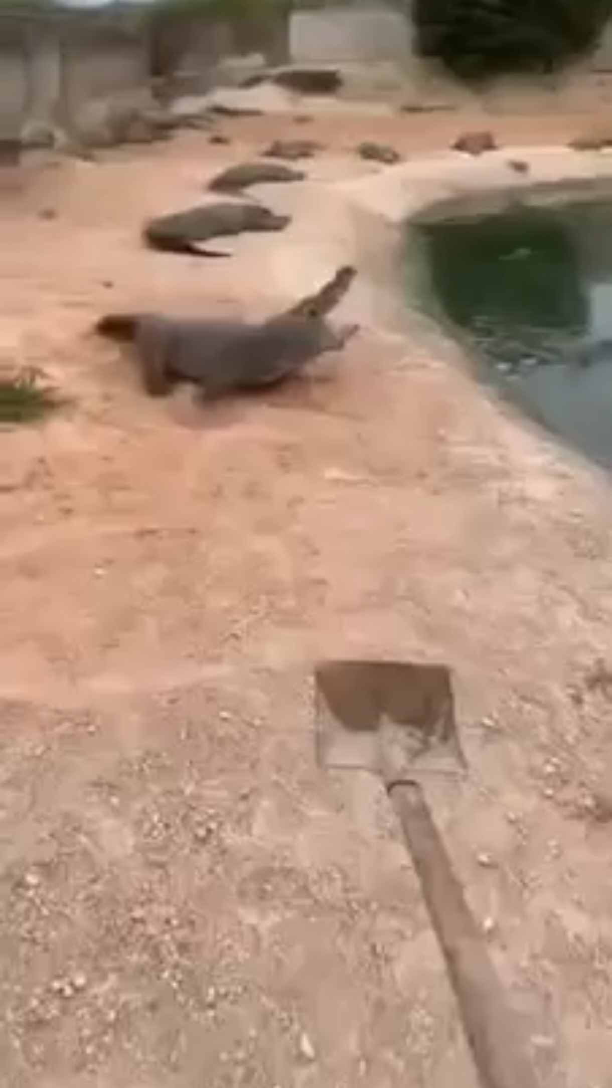 Самая весёлая работа с лопатой 😼