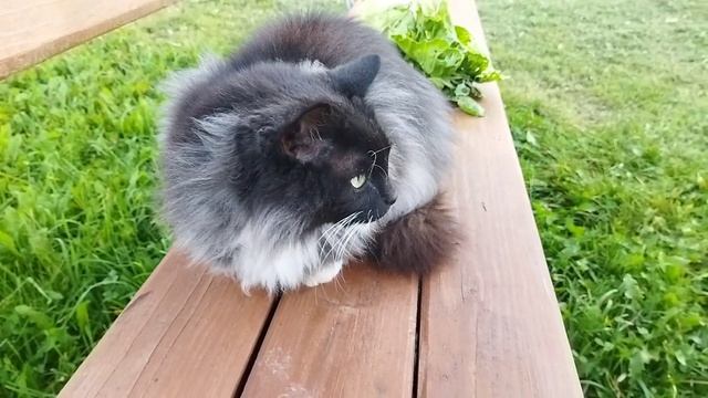 МИШКА 😻😻😻В ОГОРОДЕ 🫑🌱💧#кот#веселыекоты