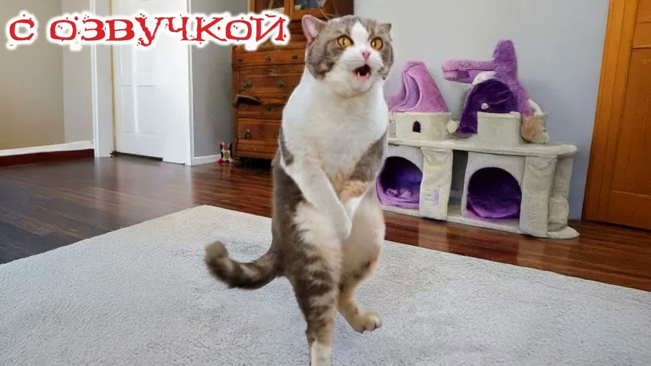 Приколы с котами! С ОЗВУЧКОЙ! СМЕШНЫЕ КОТЫ! Самые смешные животные! УГАР!