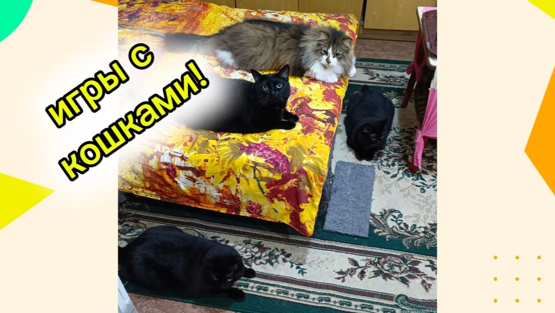 Веселые кошки. Игрушки для кошек.