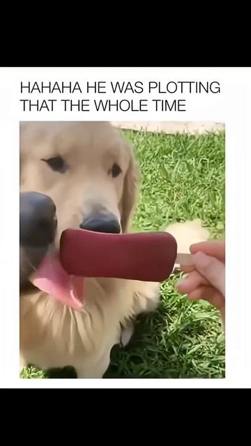 He Was Like, “Enjoy It While It Lasts.” 😂🐶💀