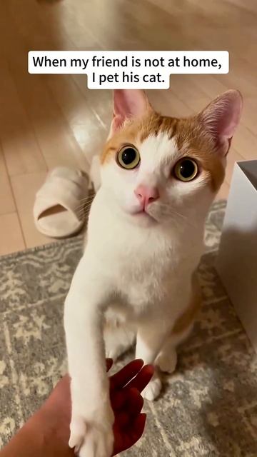 Gatos🐈que No Se Dejan Acariciar😂🤣#parati #cat #funny #videoshort #gatos #humo