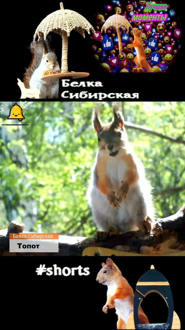 Веселая белка 🐿️