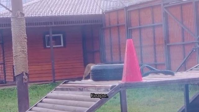 OCDS7357_25.09.2026-Видео от Ивана