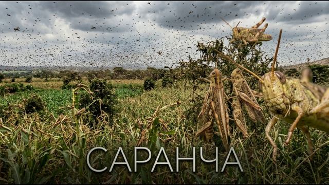 EGO  -  саранча