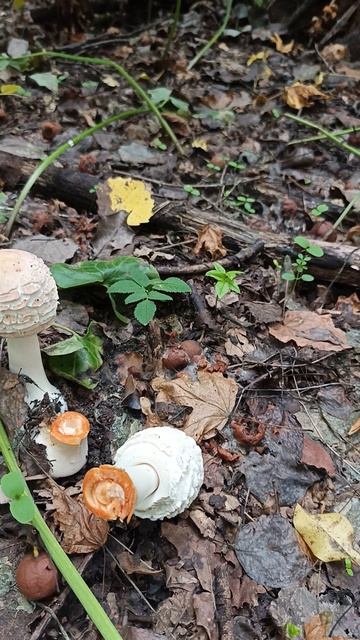 Зонтик краснеющий (Chlorophyllum Rhacodes)
