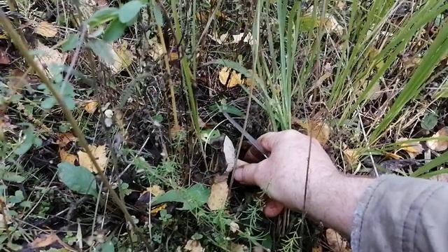 Грибная пора в октябре