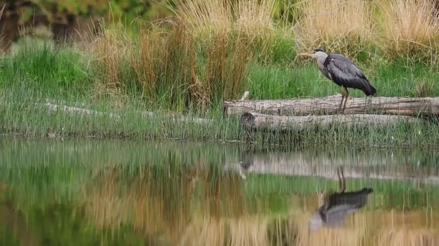УДИВИТЕЛЬНЫЕ И ПРЕКРАСНЫЕ ПТИЦЫ.
