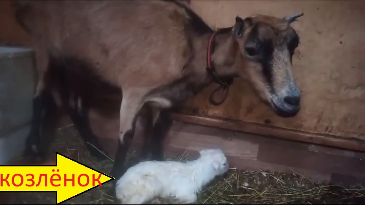 Коза с родившимся козлёнком