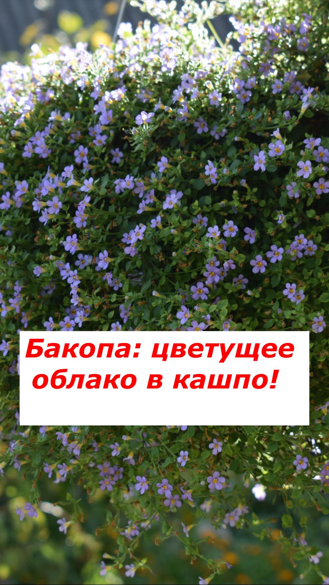 Влюбитесь в этот цветок раз и навсегда! 🌸