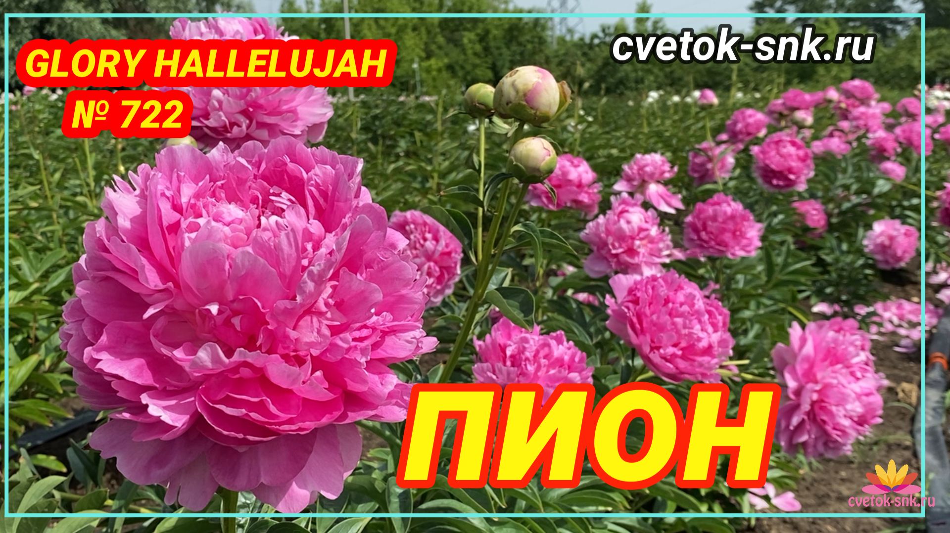 ПИОН "GLORY HALLELUJAH"/Сад Ворошиловой