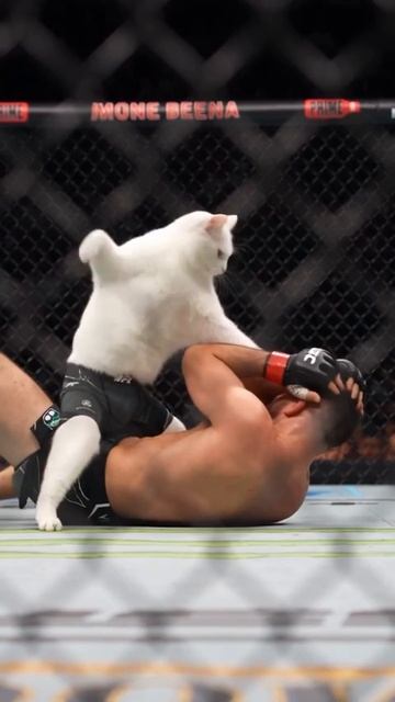 My Champ 🤍 #cats #ufc #fighting #sport #ai #mma