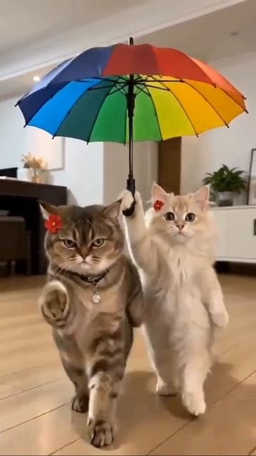 Для друзей, отличного настроения и