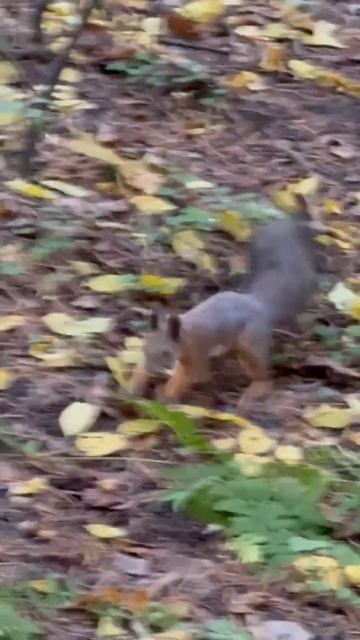 Белка в том лесу живёт и орешки всё грызёт.