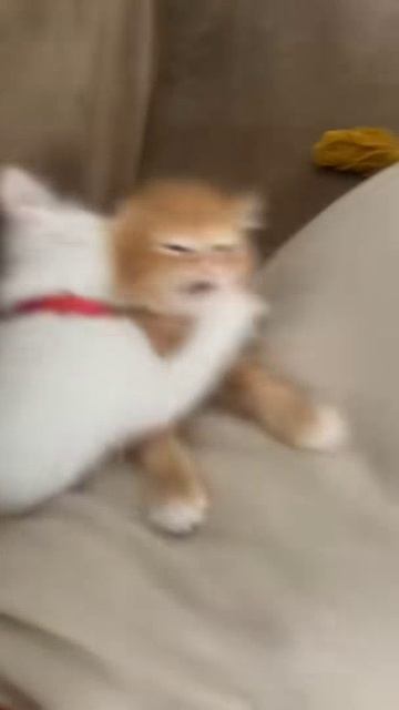 Funny Cats 😂(1)