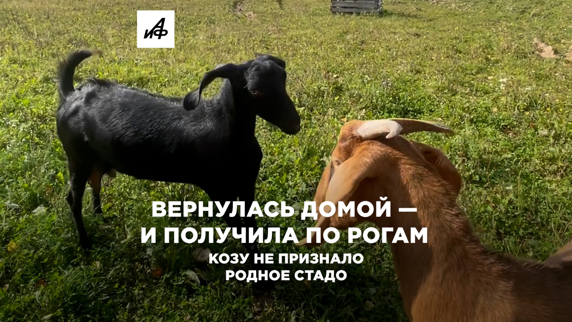Вернулась домой — и получила по рогам. Козу не признало родное стадо