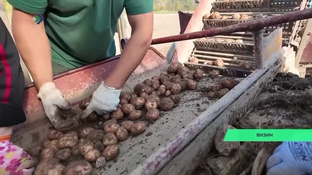 Комиын босьтiсны картупельлöн урожайлысь коймöд пайсö