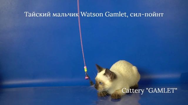 Тайский мальчик Watson Gamlet, 3 месяца, сил-пойнт.